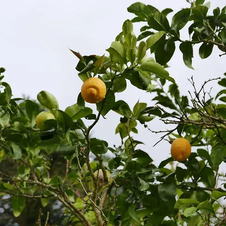 Espaco Origem בית כפרי *