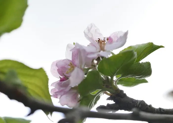 Venkovský dům Espaco Origem